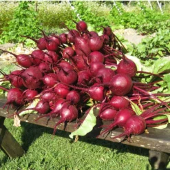 Early Wonder Tall Beet Seeds (Organic) 6 Early Wonder Tall Beet Seeds (Organic) -Flourish Seeds wonder tall