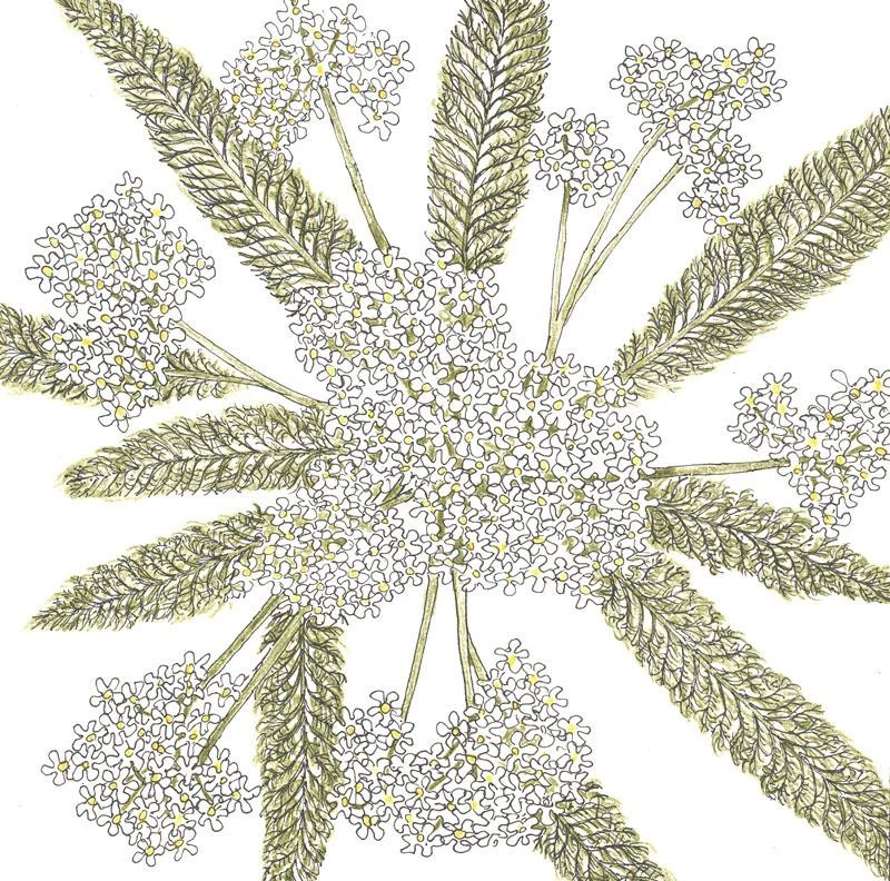Yarrow, White (lb) 1 Yarrow, White (lb)