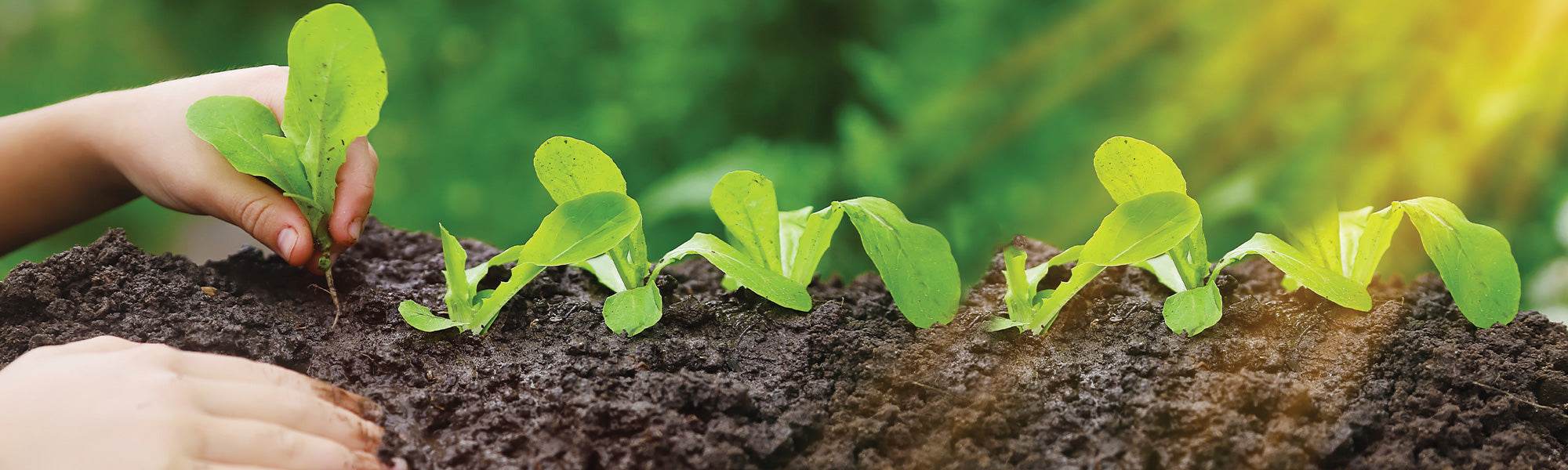 Flourish Seeds -Flourish Seeds 151dd4e5f4eefcc2ef2ac16f2ec23a85 ca9a0c96 3185 41e6 be35 1a6edd4d95d7