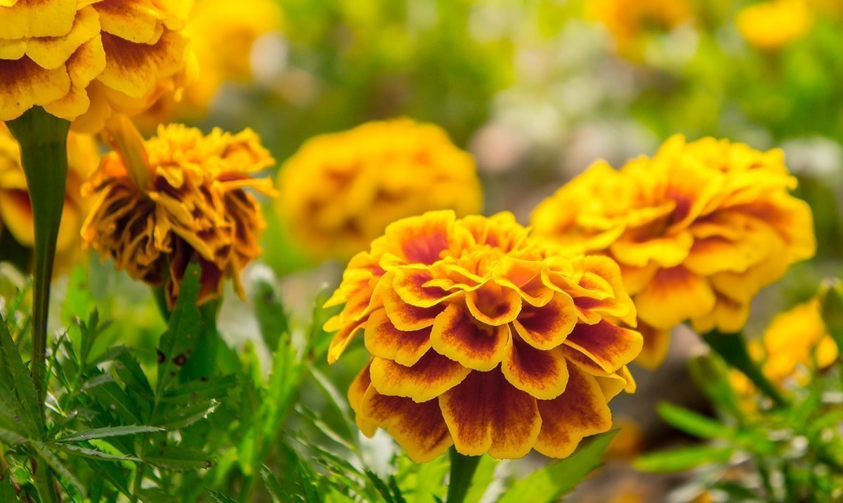 Flourish Seeds -Flourish Seeds Marigolds